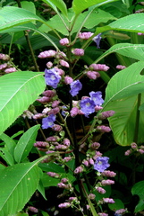 Strobilanthes callosa