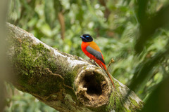 Harpactes duvaucelii