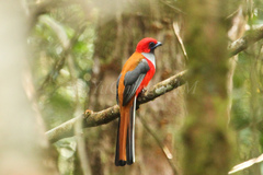 Harpactes whiteheadi