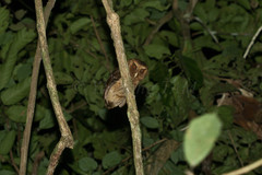 Otus rufescens