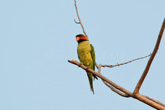 Psittacula longicauda