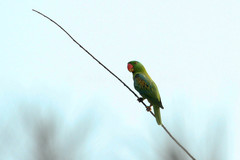Tanygnathus lucionensis