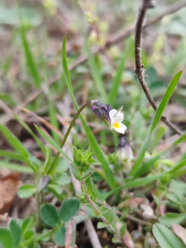 Image of Viola kitaibeliana by (c) Ljaž, some rights reserved (CC BY)