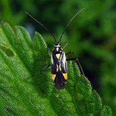 Grypocoris stysi