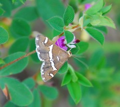 Spoladea recurvalis