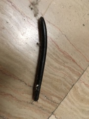 Pachyiulus oenologus