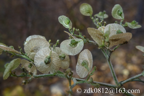 Patrinia monandra iNat (2)