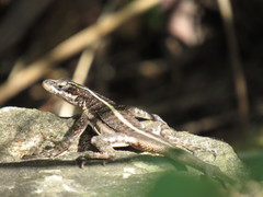Tropidurus semitaeniatus