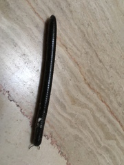 Pachyiulus oenologus