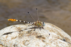 Erpetogomphus compositus