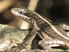 Tropidurus semitaeniatus