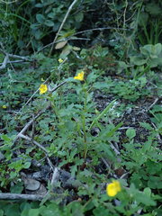 Hemimeris sabulosa