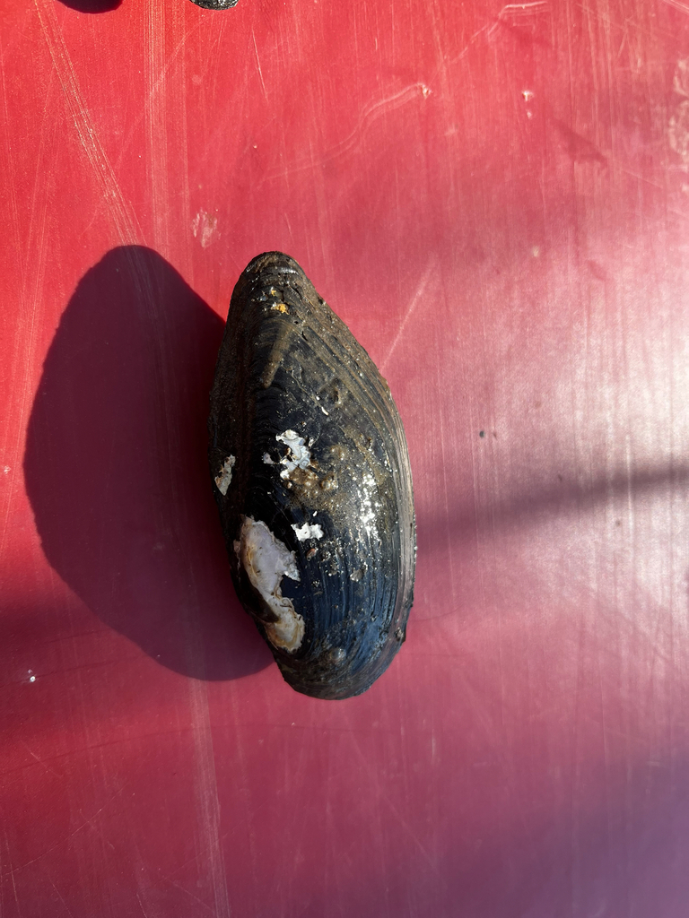 eastern pondmussel