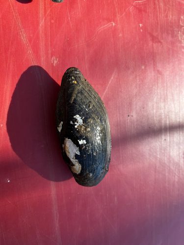 eastern pondmussel