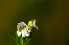 Prostanthera striatiflora