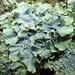 Powdered Speckled Shield Lichen - Photo (c) Melissa Hutchison, some rights reserved (CC BY-NC-ND), uploaded by Melissa Hutchison