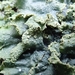 Punctelia subrudecta - Photo (c) Melissa Hutchison,  זכויות יוצרים חלקיות (CC BY-NC-ND), uploaded by Melissa Hutchison