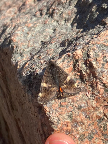 Infant Moth photo 3