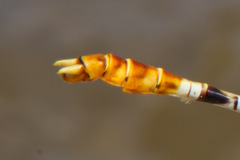 Erpetogomphus compositus