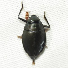 Dineutus sublineatus