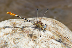 Erpetogomphus compositus
