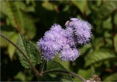 Ageratum