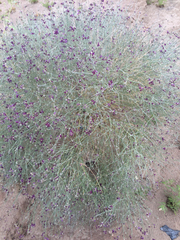 Psorothamnus scoparius