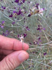 Psorothamnus scoparius