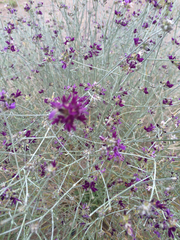 Psorothamnus scoparius