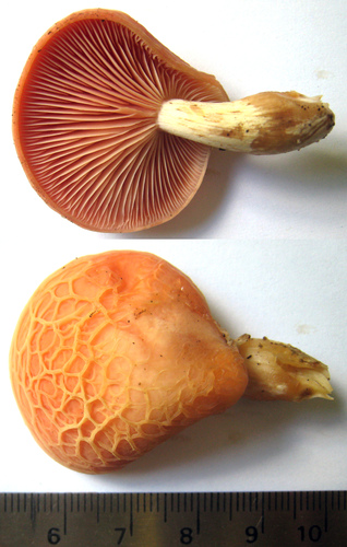 Rhodotus reticeps