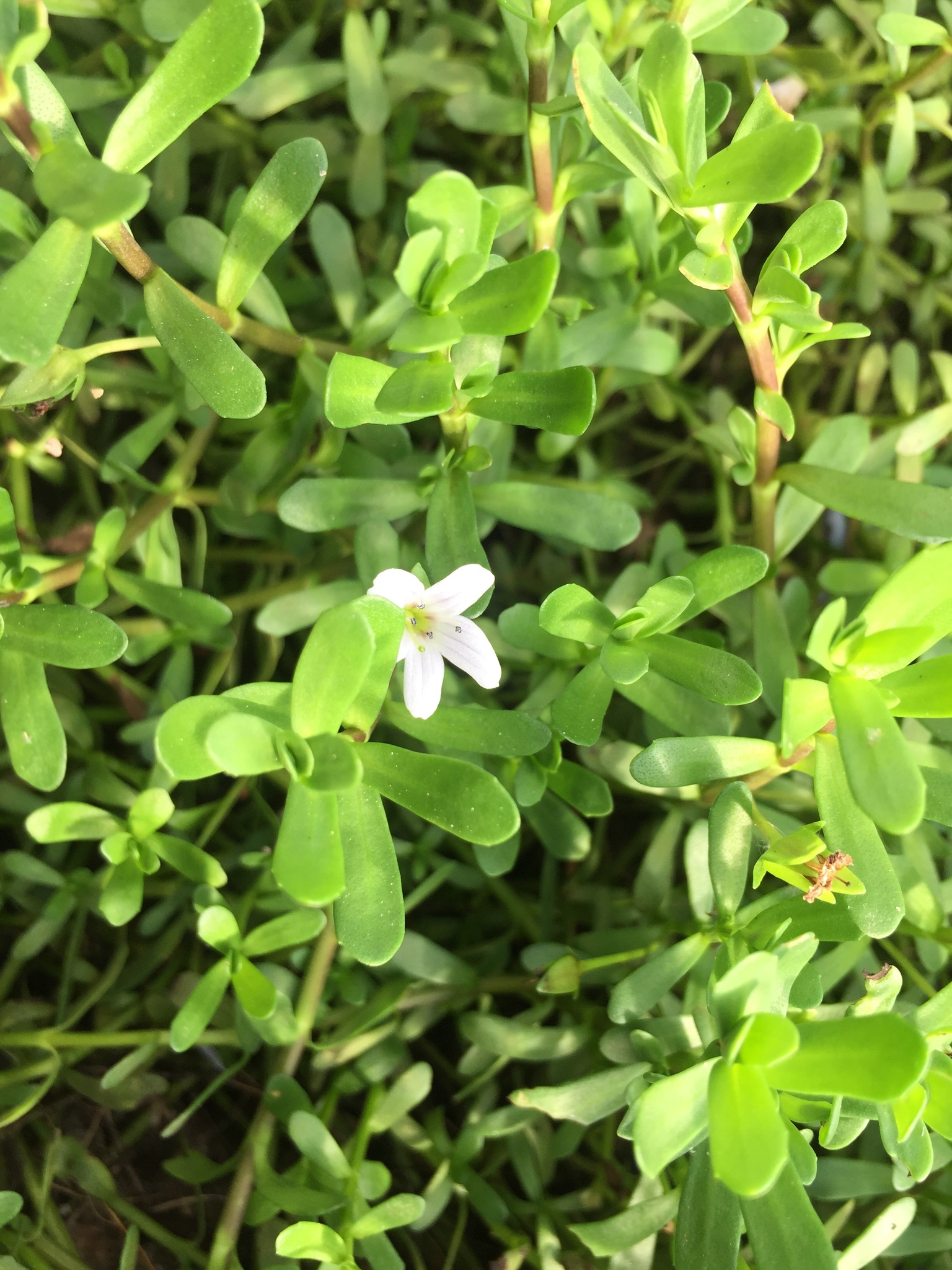 Bacopa monnieri — ảnh 2