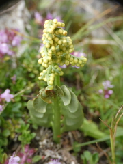 Botrychium lunaria image