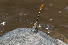 Erpetogomphus compositus