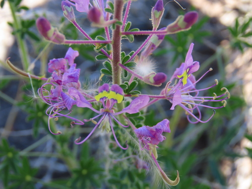 Image of Cleome elegantissima by no rights reserved