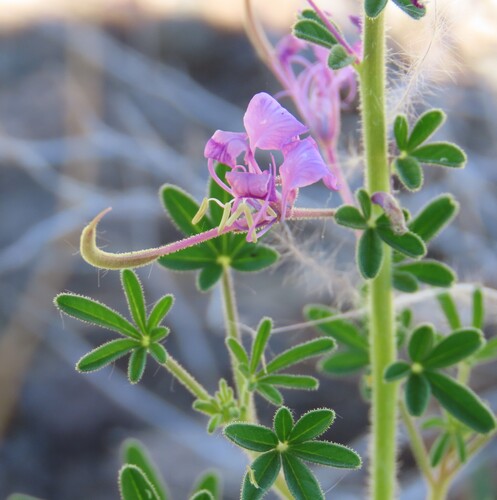 Image of Cleome elegantissima by no rights reserved