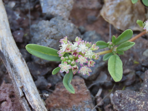 Image of Gisekia africana by no rights reserved
