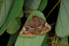Ommatophora luminosa