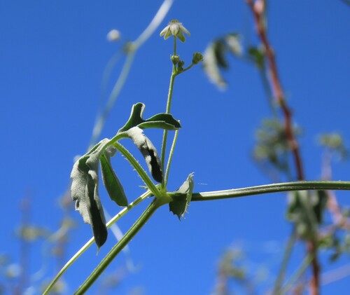 Image of Dactyliandra welwitschii by no rights reserved