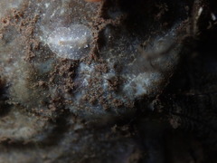 Asteronotus mimeticus