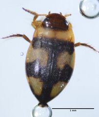 Neoclypeodytes
