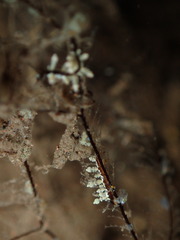 Eubranchus putnami