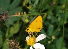 Cupitha purreea