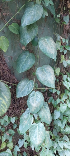 Image of Passiflora ligularis by (c) Juan Carlos Caicedo Hernández, some rights reserved (CC BY)