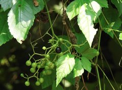 Causonis japonica