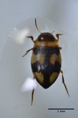 Neoclypeodytes