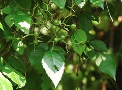 Causonis japonica
