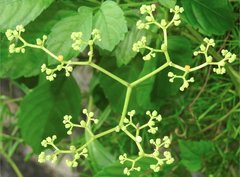 Causonis japonica