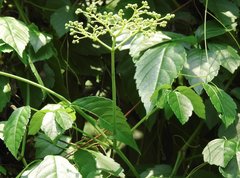 Causonis japonica