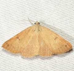 Hemeroplanis punitalis