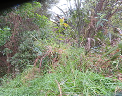 Pseudopanax arboreus